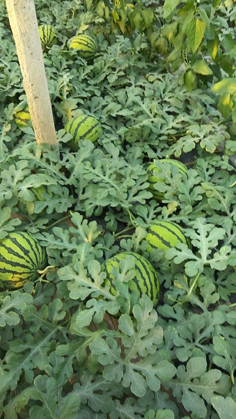 京欣西瓜8斤打底7成熟1茬