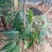 贵妃芒果苗，台农芒果苗1~1.5m苗场基地批发
