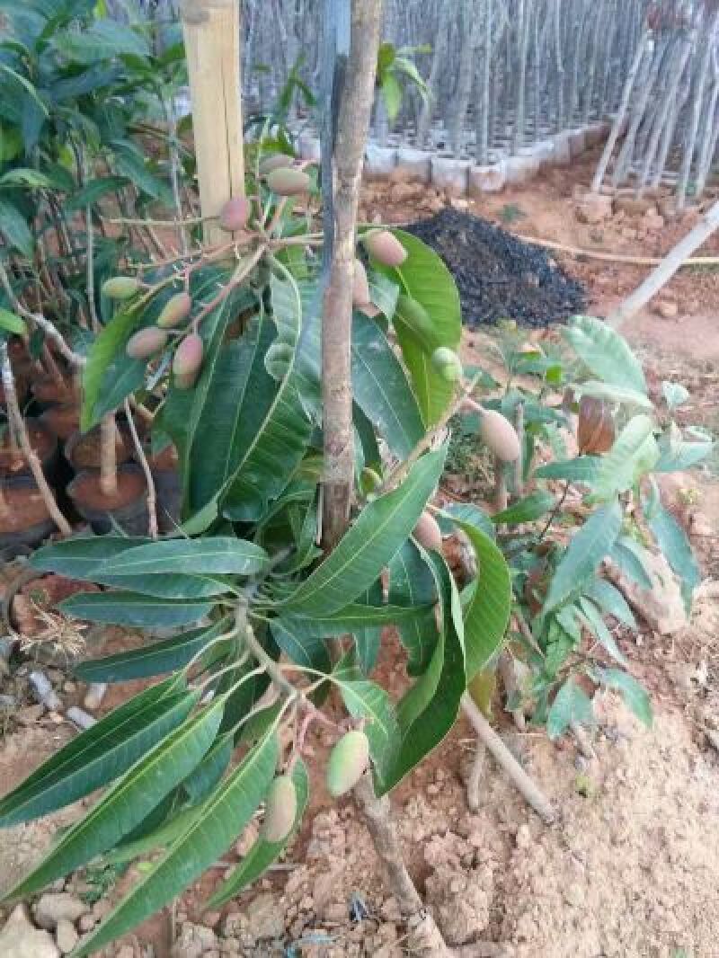 贵妃芒果苗，台农芒果苗1~1.5m苗场基地批发