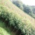 贵妃芒果苗，台农芒果苗1~1.5m苗场基地批发
