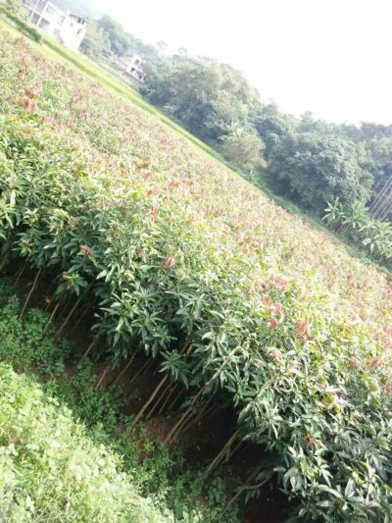 贵妃芒果苗，台农芒果苗1~1.5m苗场基地批发