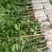 贵妃芒果苗，台农芒果苗1~1.5m苗场基地批发