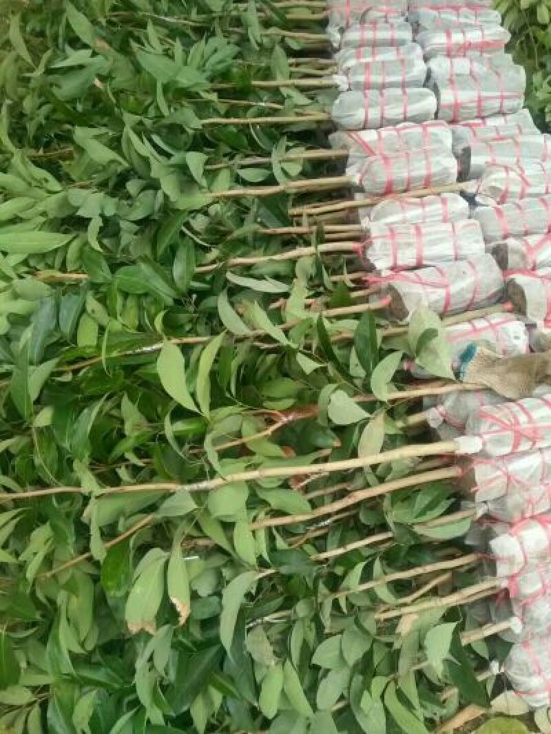 贵妃芒果苗，台农芒果苗1~1.5m苗场基地批发