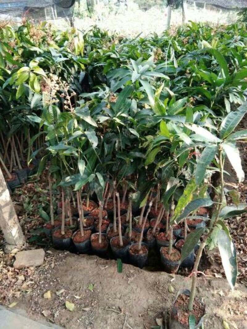贵妃芒果苗，台农芒果苗1~1.5m苗场基地批发