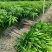 贵妃芒果苗，台农芒果苗1~1.5m苗场基地批发