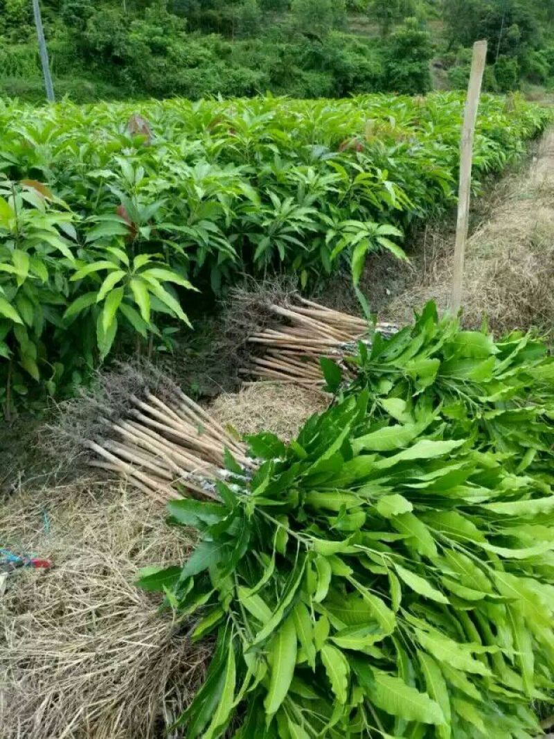 贵妃芒果苗，台农芒果苗1~1.5m苗场基地批发