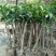 贵妃芒果苗，台农芒果苗1~1.5m苗场基地批发