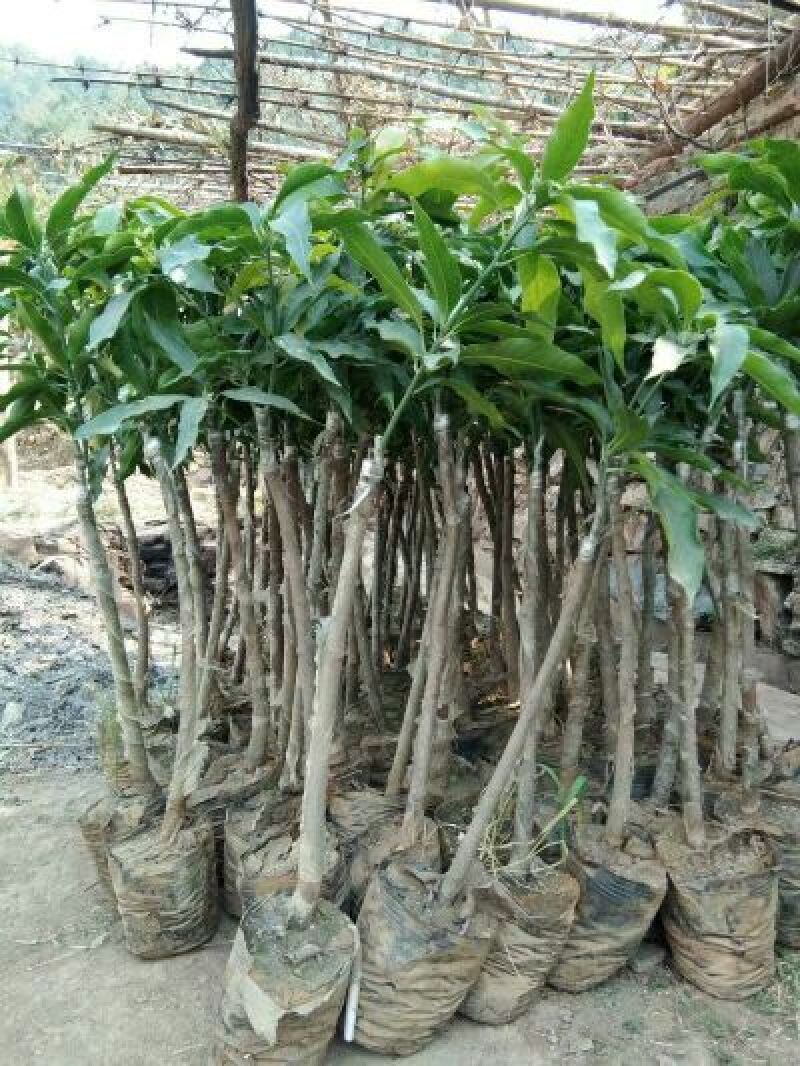 贵妃芒果苗，台农芒果苗1~1.5m苗场基地批发