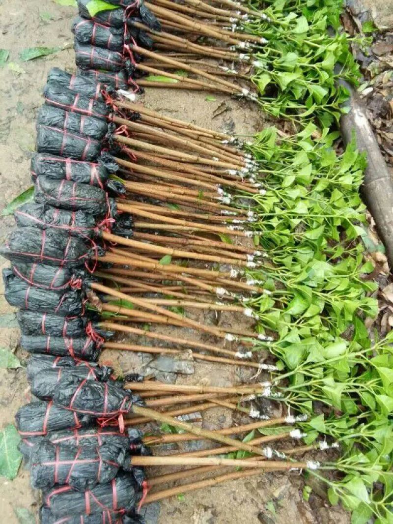 贵妃芒果苗，台农芒果苗1~1.5m苗场基地批发