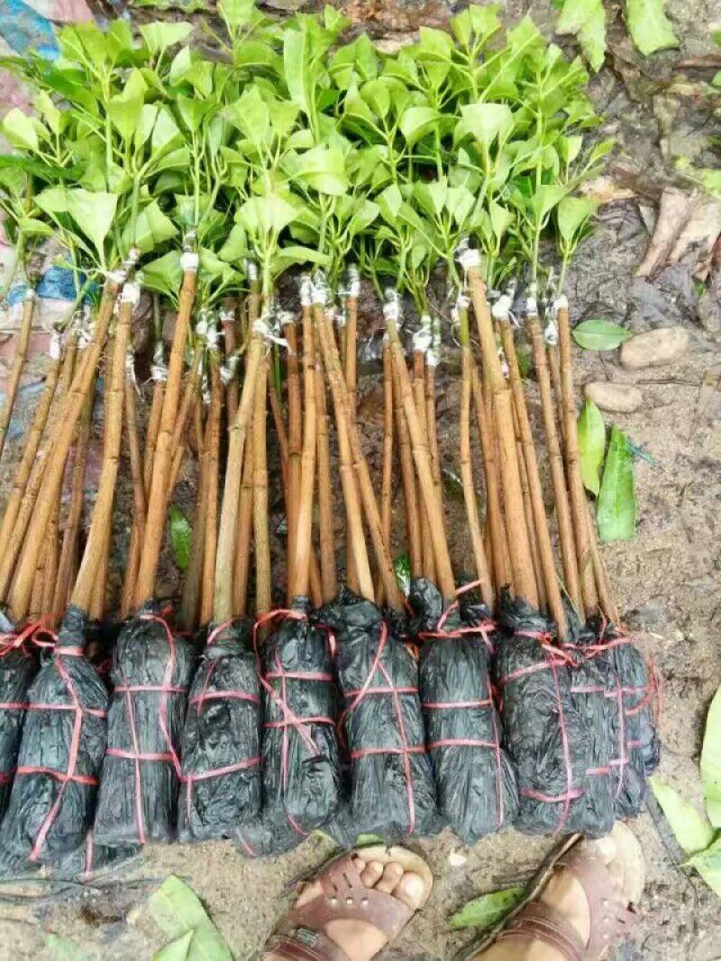 贵妃芒果苗，台农芒果苗1~1.5m苗场基地批发