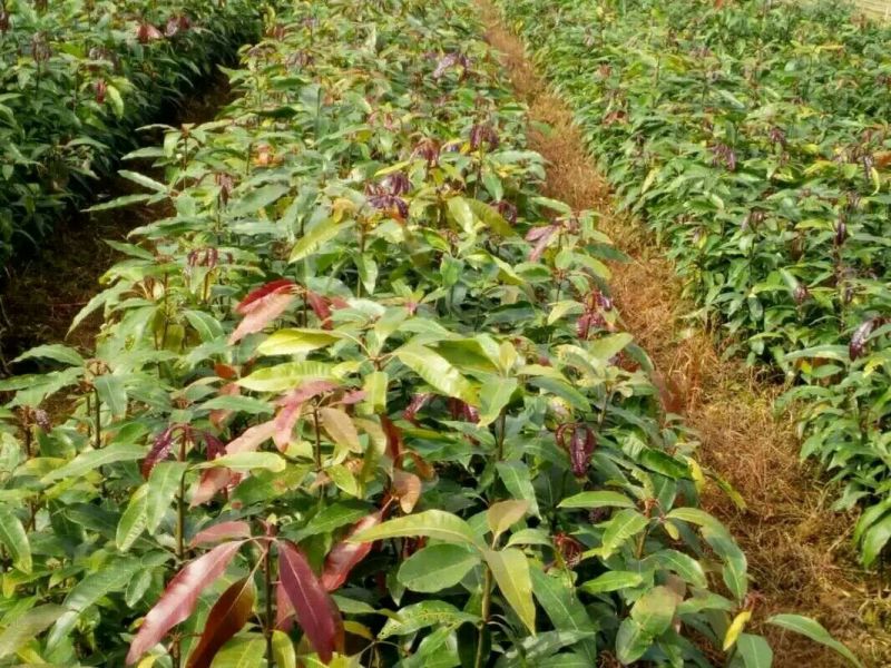 贵妃芒果苗，台农芒果苗1~1.5m苗场基地批发