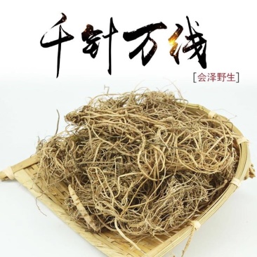 地参千针万线草，胖参