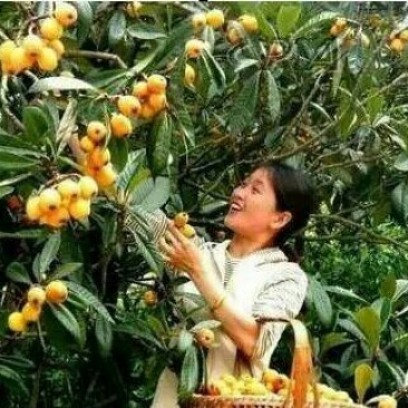 广西嫁接枇杷正品树苗30~50cm放心苗