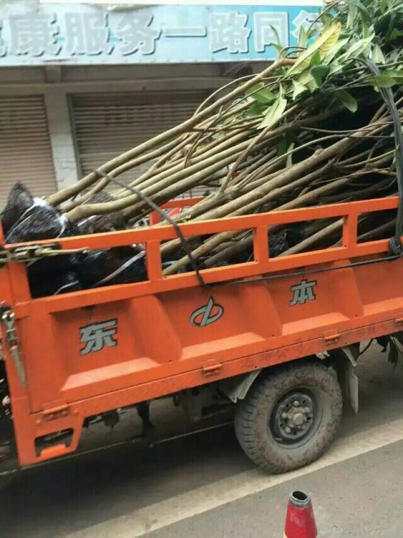 广西嫁接枇杷正品树苗30~50cm放心苗