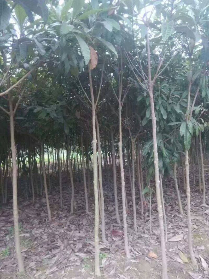 广西嫁接枇杷正品树苗30~50cm放心苗