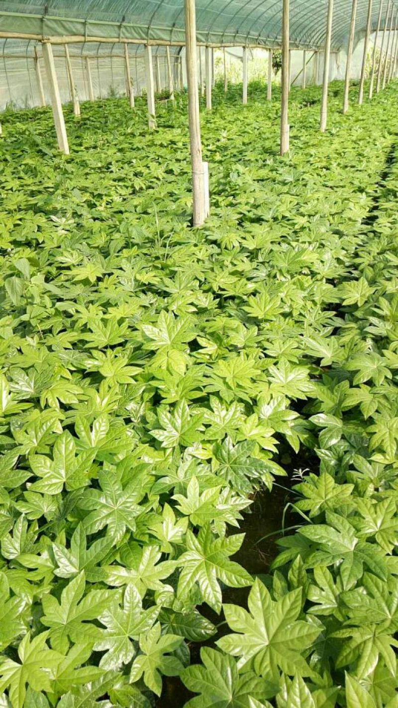 基地直销批发大小八角金盆
