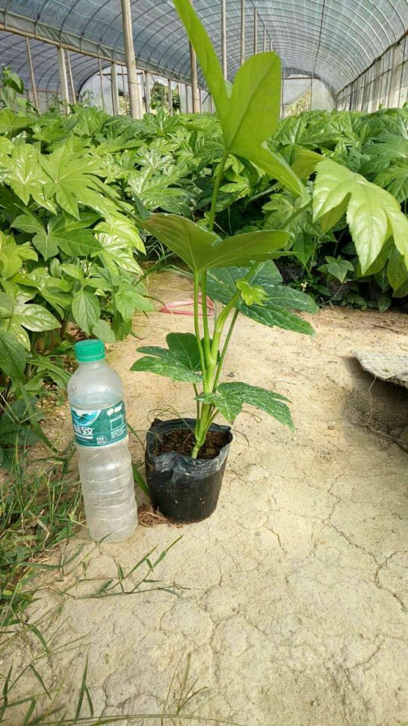 基地直销批发大小八角金盆