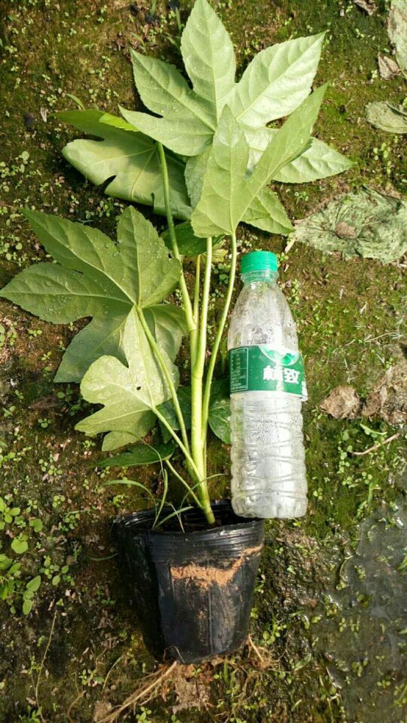 基地直销批发大小八角金盆