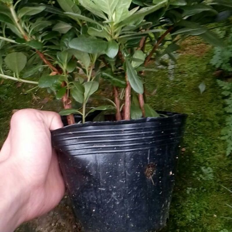 产地直销批发玫红杜鹃花小盆栽