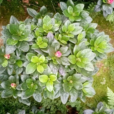 产地直销批发玫红杜鹃花小盆栽