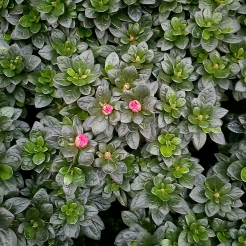 产地直销批发玫红杜鹃花小盆栽