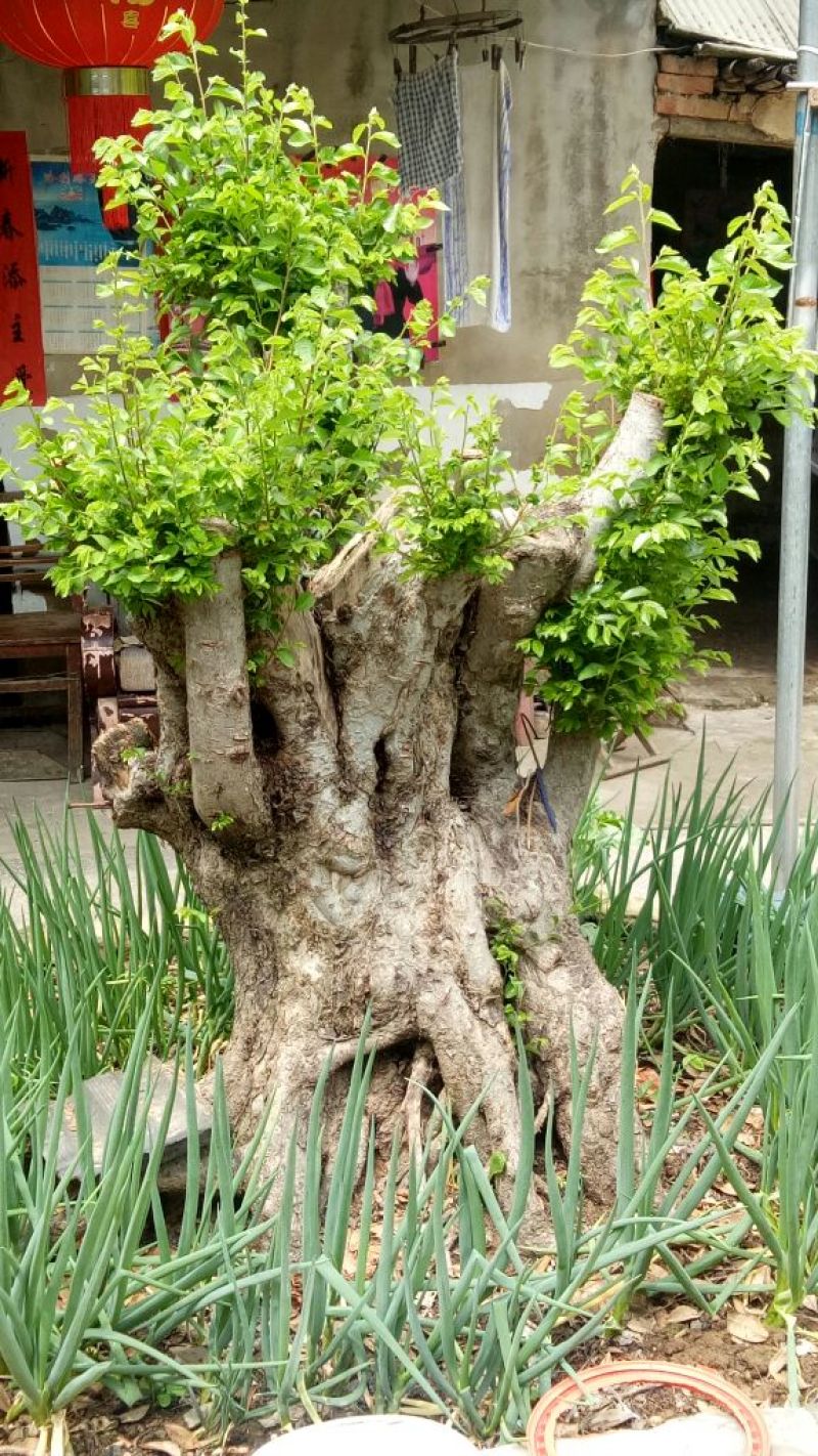 超大铁榆树桩