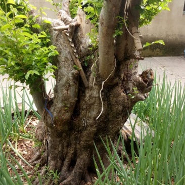 超大铁榆树桩
