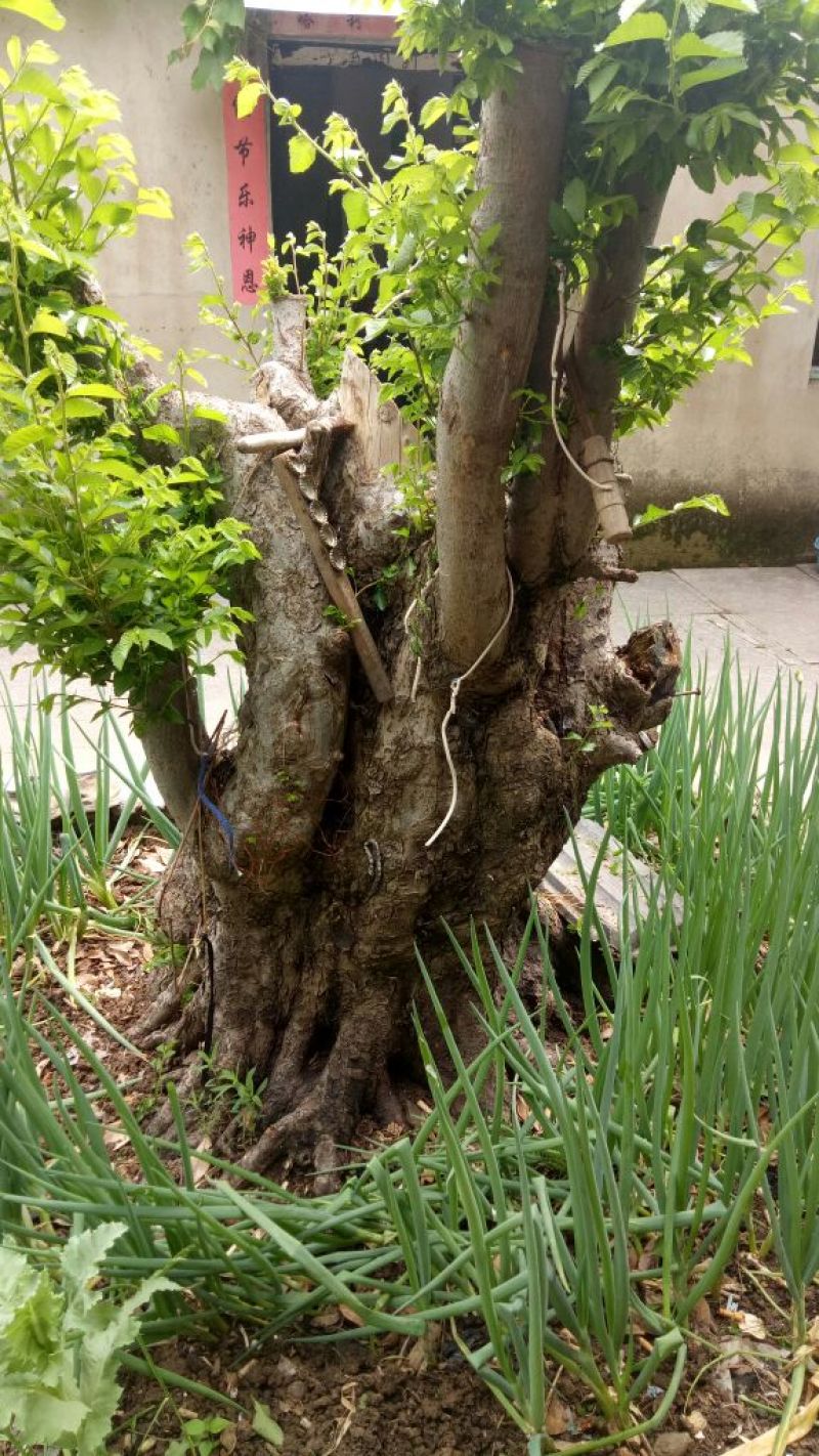 超大铁榆树桩