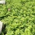 四季玫瑰苗20~40cm平阴玫瑰育苗基地直供