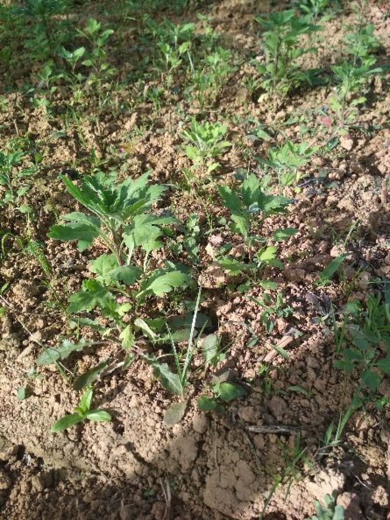 皇菊