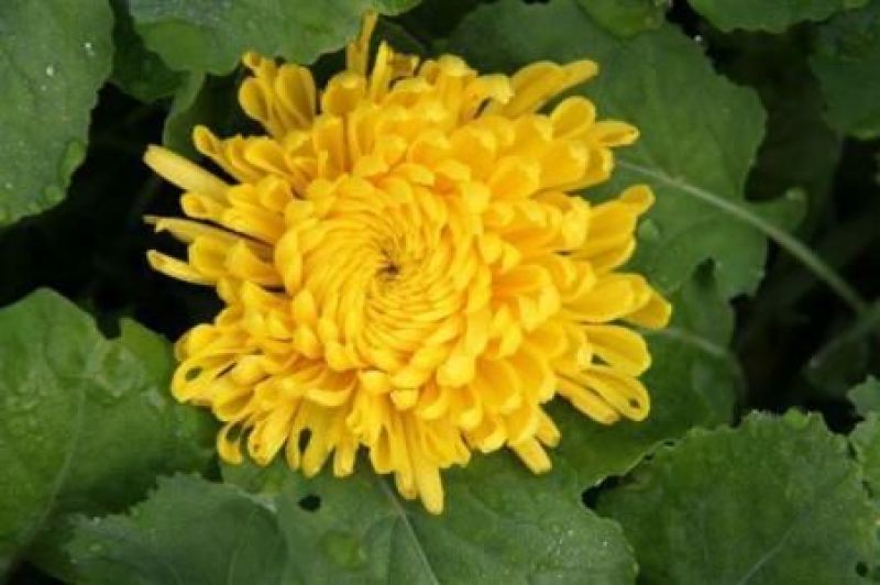 皇菊