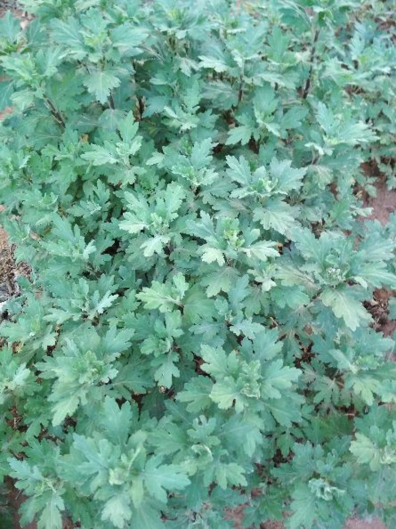 皇菊