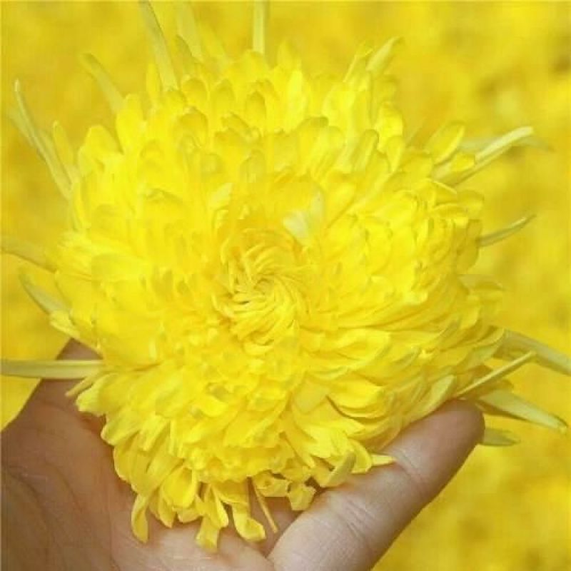 皇菊