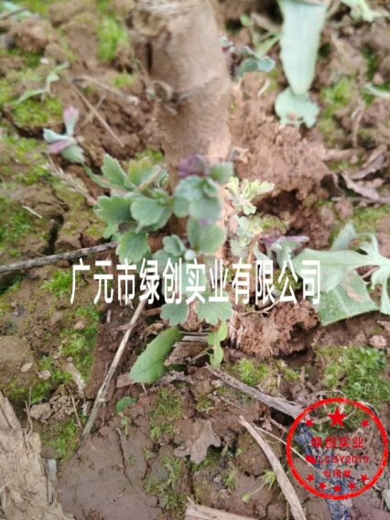 皇菊