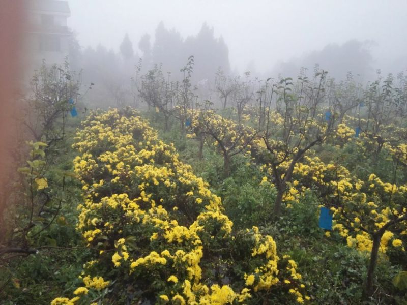 皇菊