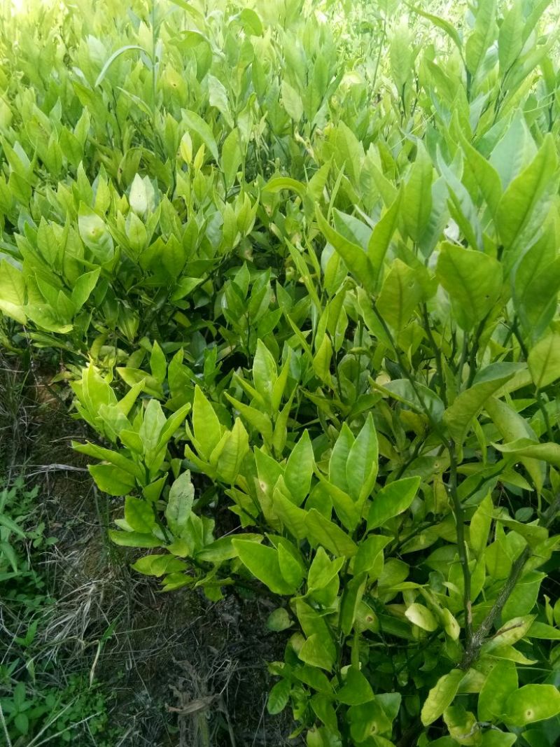 香水柠檬树苗30~50cm