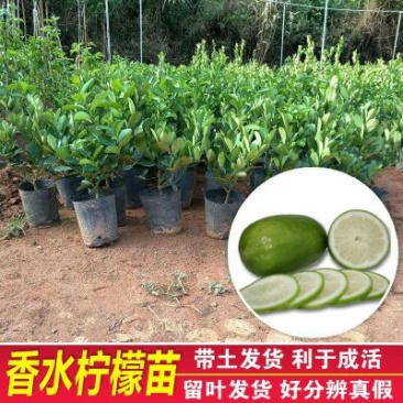 香水柠檬树苗30~50cm
