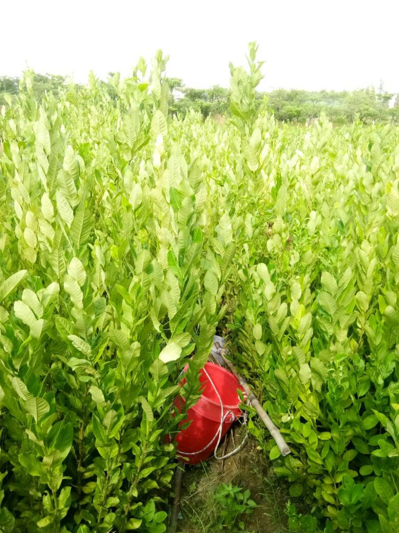 香水柠檬树苗30~50cm