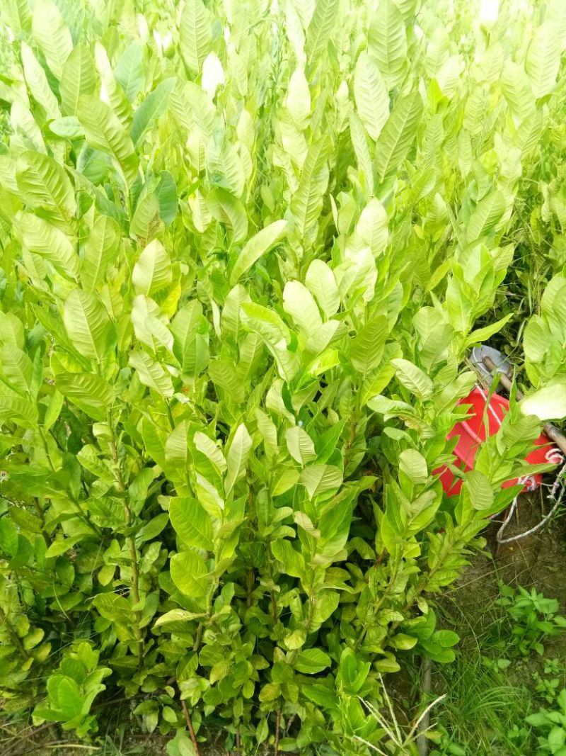 香水柠檬树苗30~50cm