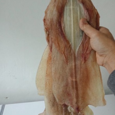 鱿鱼手钓鱿鱼干，南澳本港