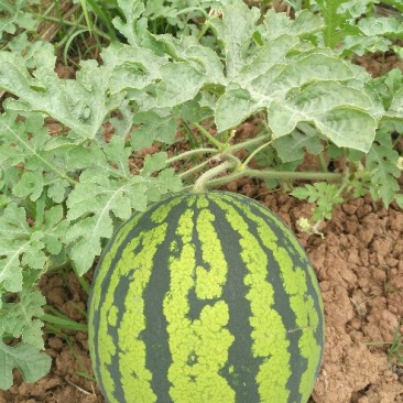 甜王西瓜6斤打底8成熟1茬