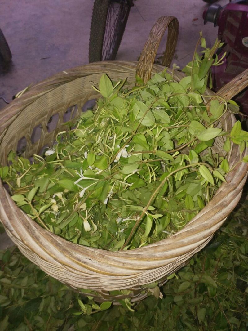 金银花野生采摘，自然凉晒