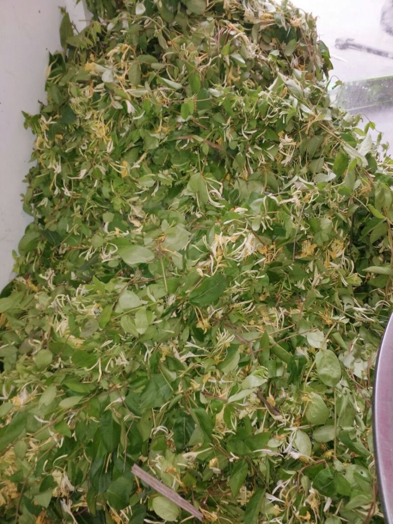金银花野生采摘，自然凉晒