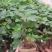 无花果苗波姬红，10～20公分高，叶色好