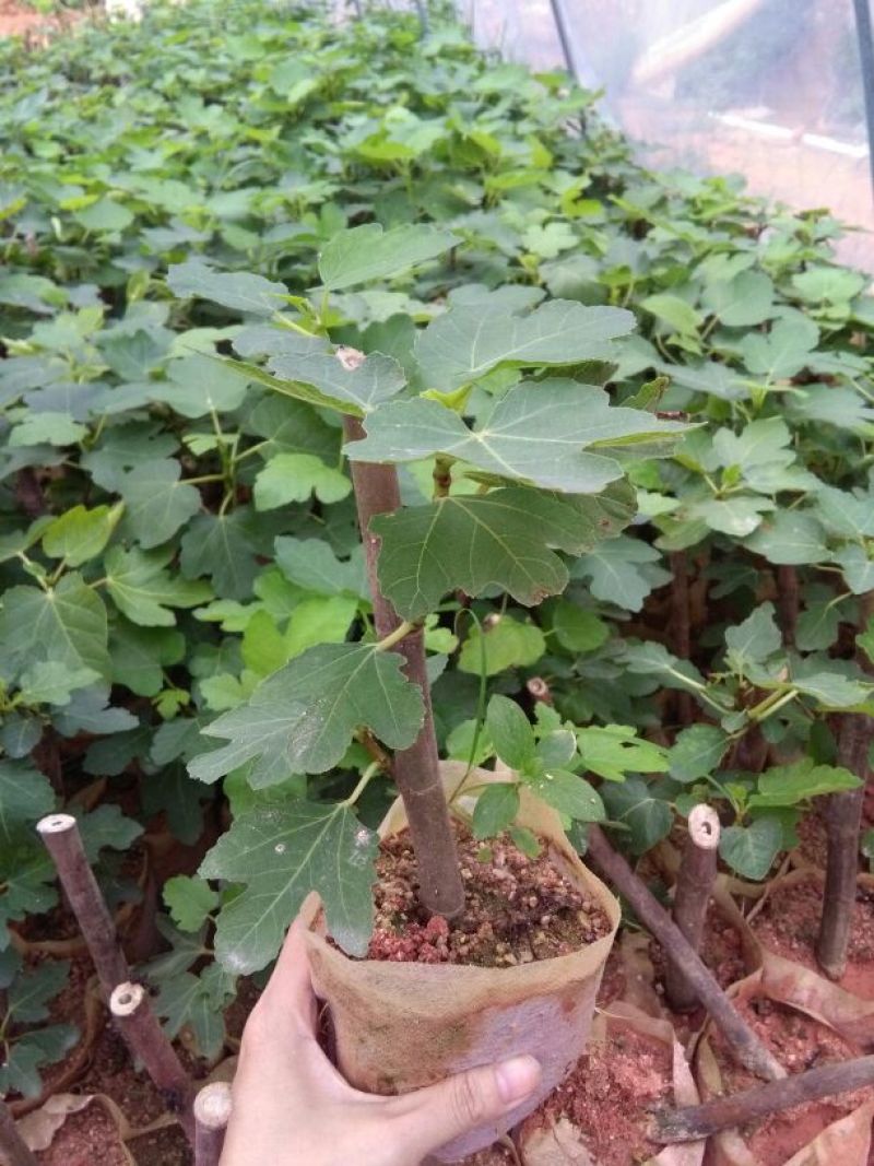 无花果苗波姬红，10～20公分高，叶色好