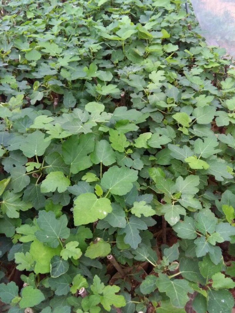 无花果苗波姬红，10～20公分高，叶色好