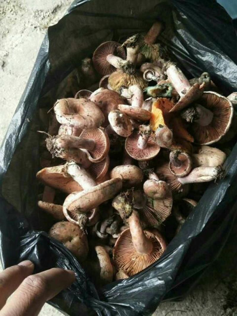 松树菌特级纯野生量大