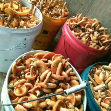 松树菌特级纯野生量大