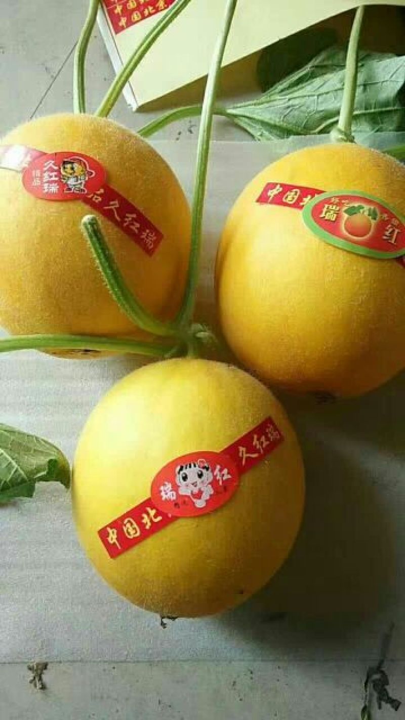 已大量上》九红瑞香瓜产地直消，供货量大，免费代办