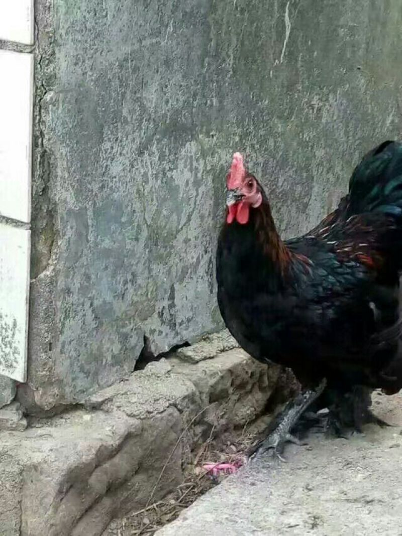 阉鸡9~12月